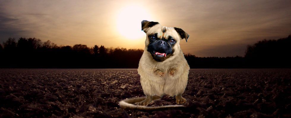 Mopsmaus